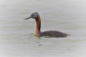 Great grebe