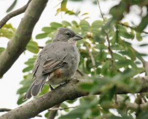 Diuca finch