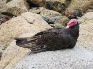 Turkey vulture