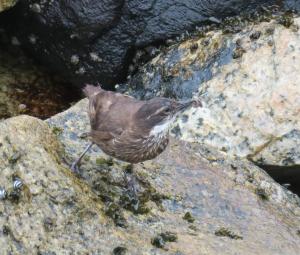Seaside cinclodes