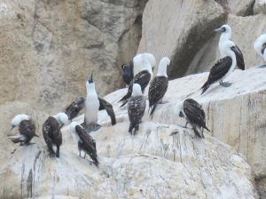 Peruvian booby