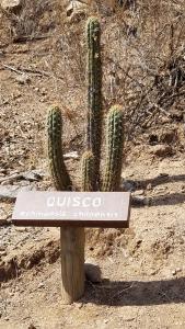 Quisco cactus