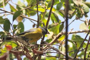 Gray-hooded sierra-finch