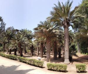 Chilean Palms
