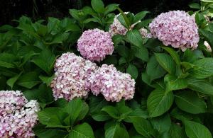 Hydrangeas