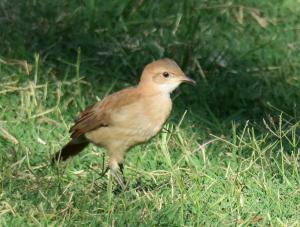 Rufous hornero
