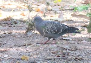 Spot-winged pigeon