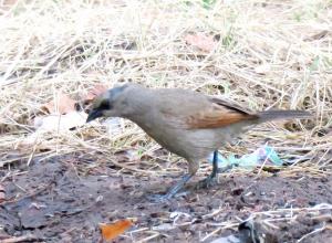 Grayish baywing