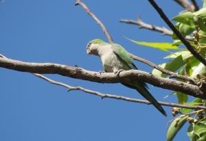 Monk parakeet