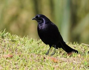 Shiny cowbird
