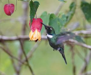 White-throated daggerbill