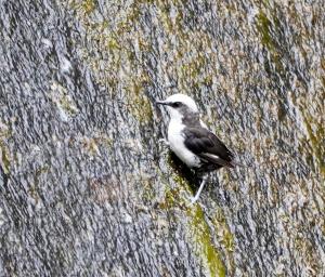 White-capped dipper