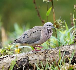 Eared dove