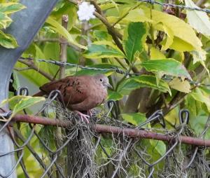 Ruddy ground dove