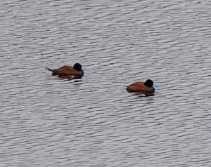 Ruddy (Andean) duck