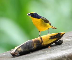 Thick-billed euphonia