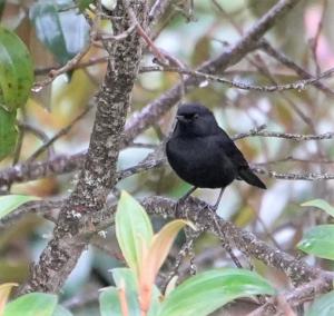 Black flowerpiercer