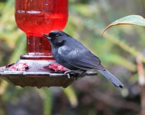 Glossy flowerpiercer
