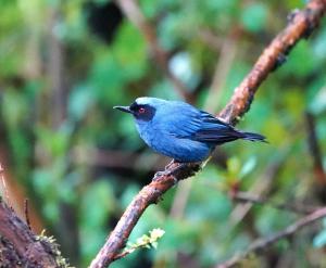 Masked flowerpiercer