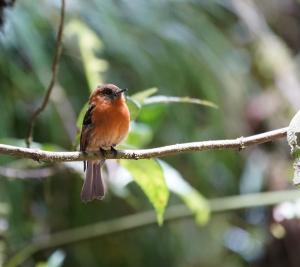 Cinnamon flycatcher