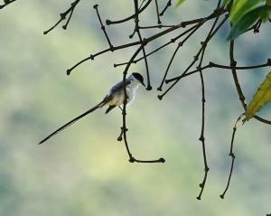 Fork-tailed flycatcher
