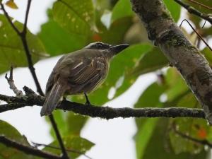 Golden-crowned flycatcher