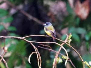 Ornate flycatcher