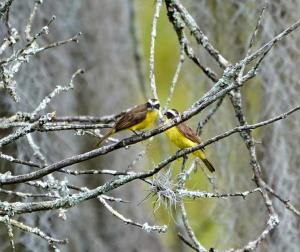 Rusty-margined flycatcher