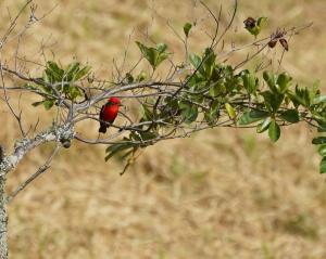 Vermilion flycatcher