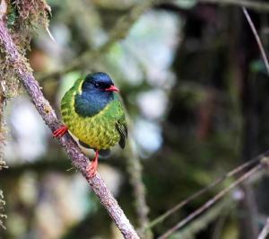 Green-and-black fruiteater (male)