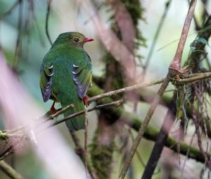 Green-and-black fruiteater (female)