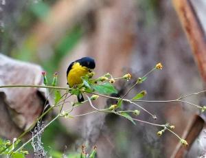 Lesser goldfinch