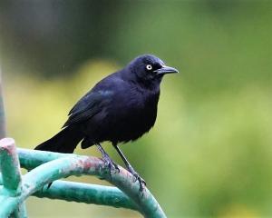 Carib grackle