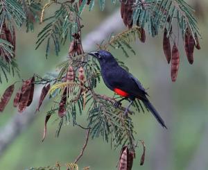 Red-bellied grackle