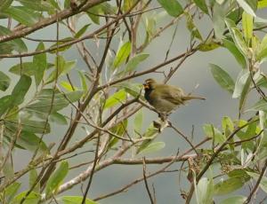 Yellow-faced grassquit
