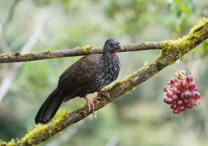 Andean guan