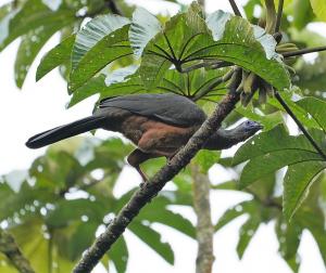 Sickle-winged guan