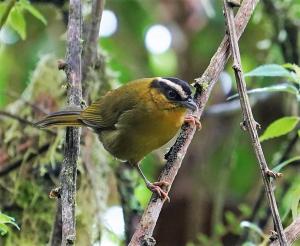 Black-capped hemispingus