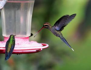 White-whiskered hermit