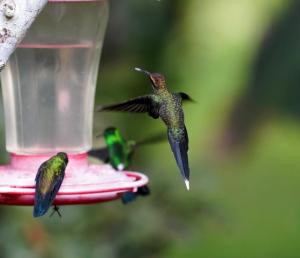 White-whiskered hermit