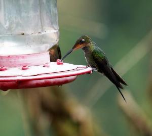 Rufous-gaped hillstar