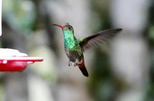 Rufous-tailed hummingbird