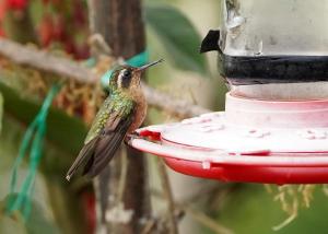 Speckled hummingbird