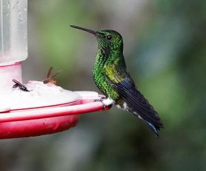 Steely-vented hummingbird