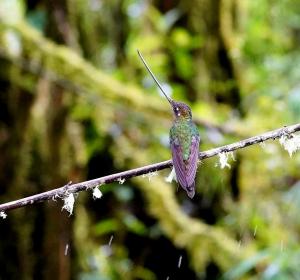 Sword-billed hummingbird