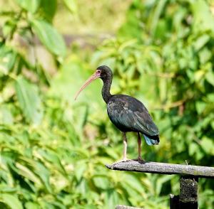 Bare-faced ibis