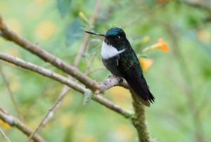 Collared inca