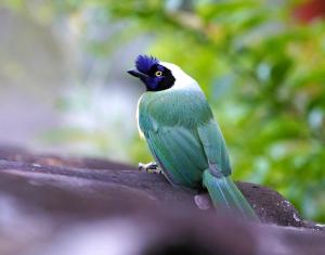 Green jay