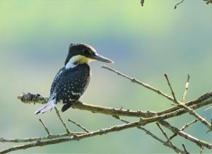 Green kingfisher