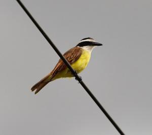 Great kiskadee